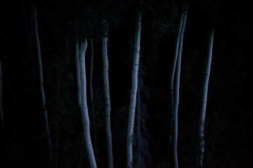 Aspen Trees Await The Oncoming of Night